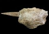 Xiphactinus Jaw Section With Tooth - Smoky Hill Chalk, Kansas #64314-1